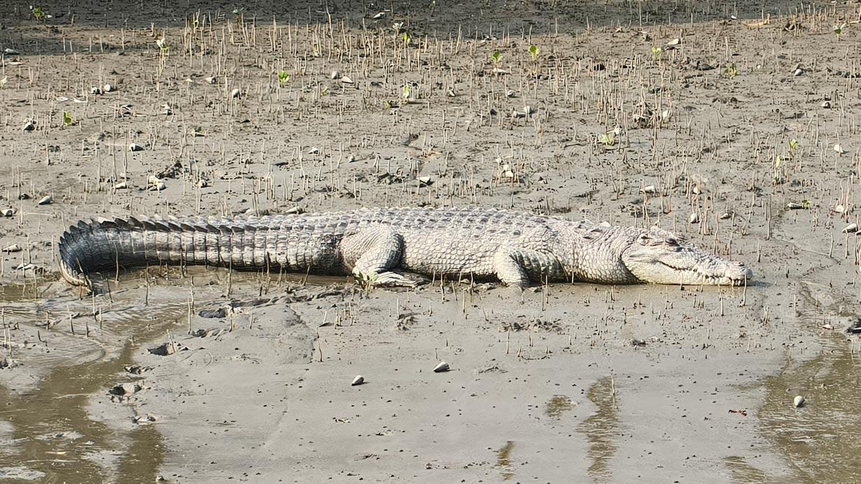 Sundarban