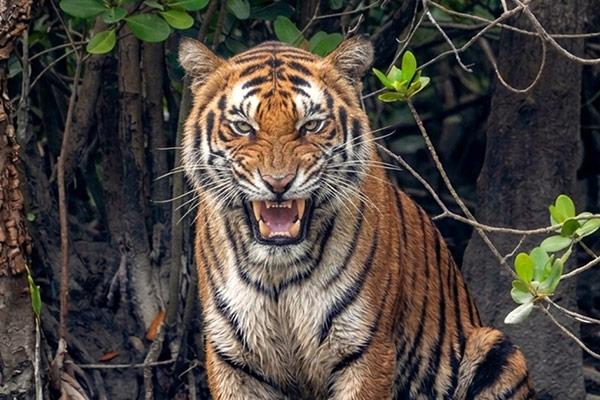 Royal bengal Tiger