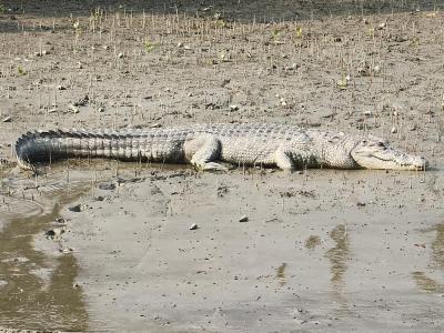 sundarban forest safari