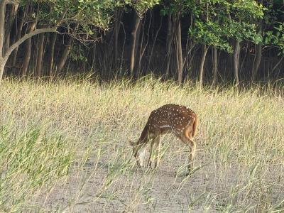 sundarban forest safari
