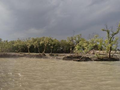 sundarban forest safari