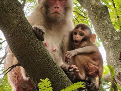 sundarban forest safari