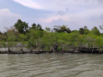 sundarban forest safari