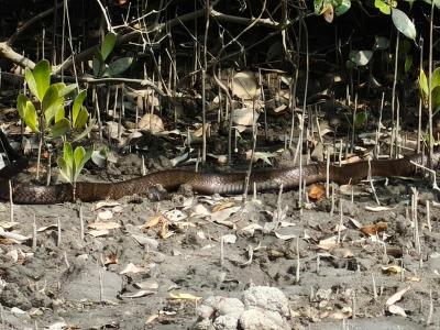 sundarban forest safari